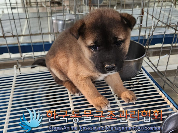 한국동물구조관리협회_441406202301504